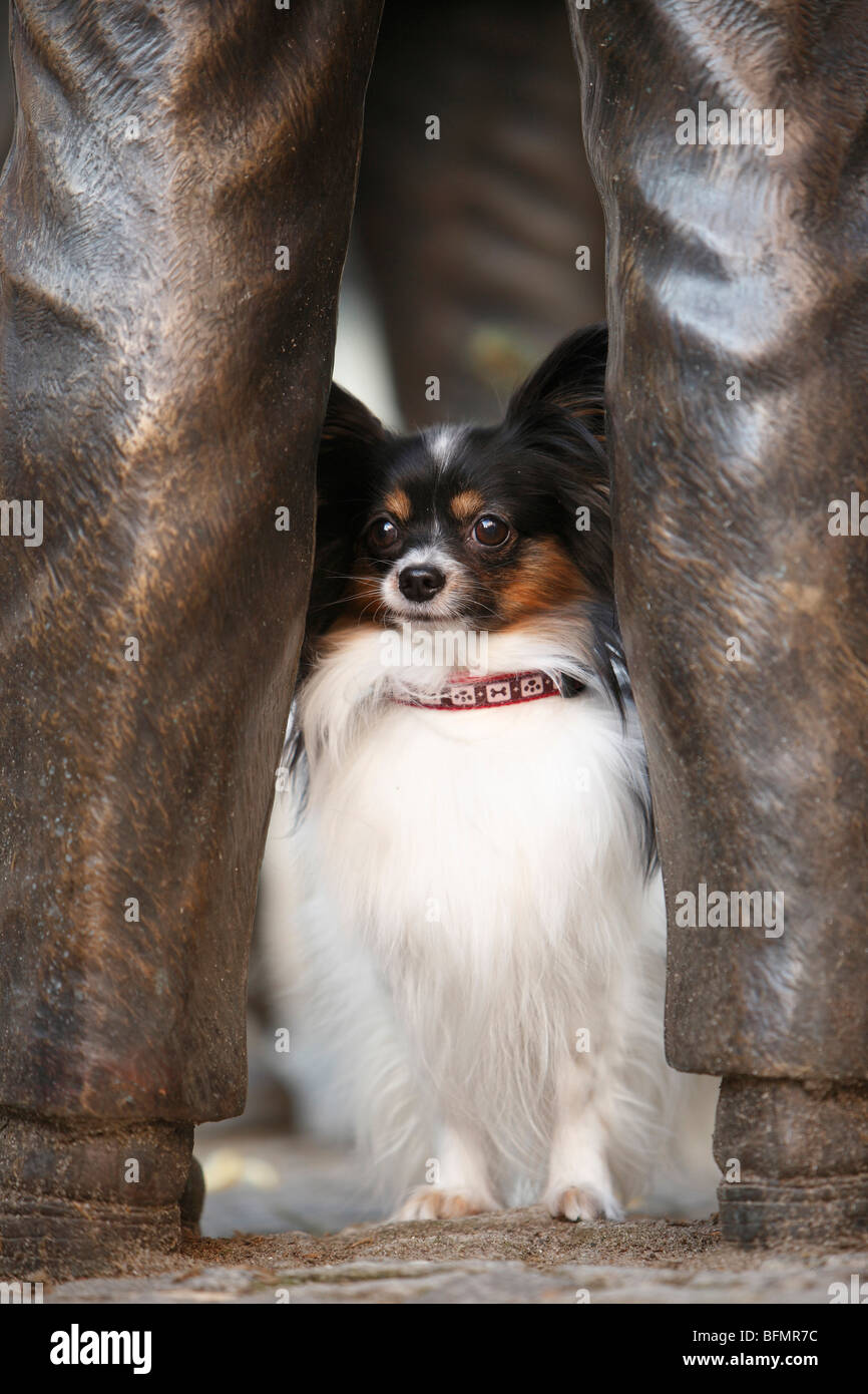 Papillon (Canis lupus f. familiaris), Papillon sitting between the legs of a bronze-statue, Germany Stock Photo