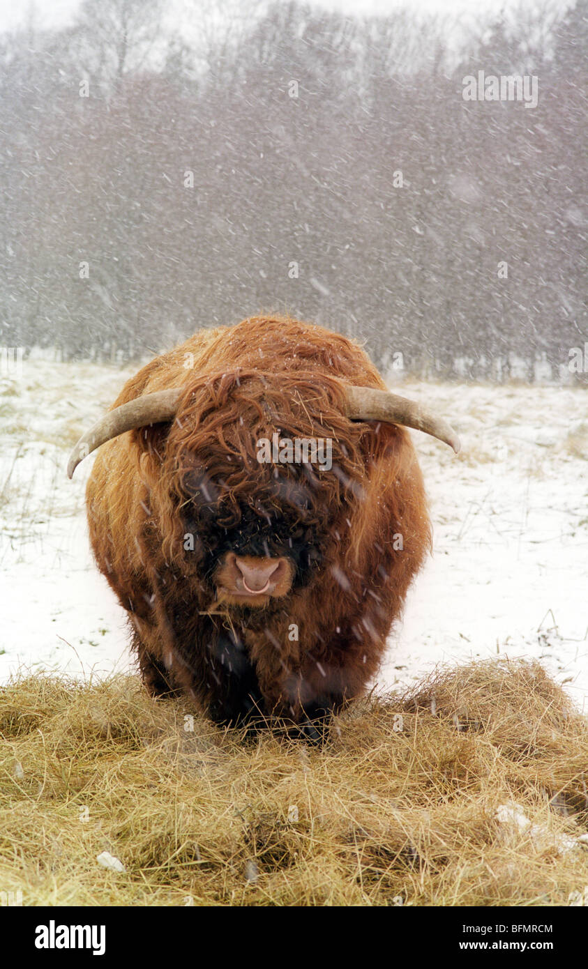 Highland Bull eating hay during a snowstorm. Stock Photo