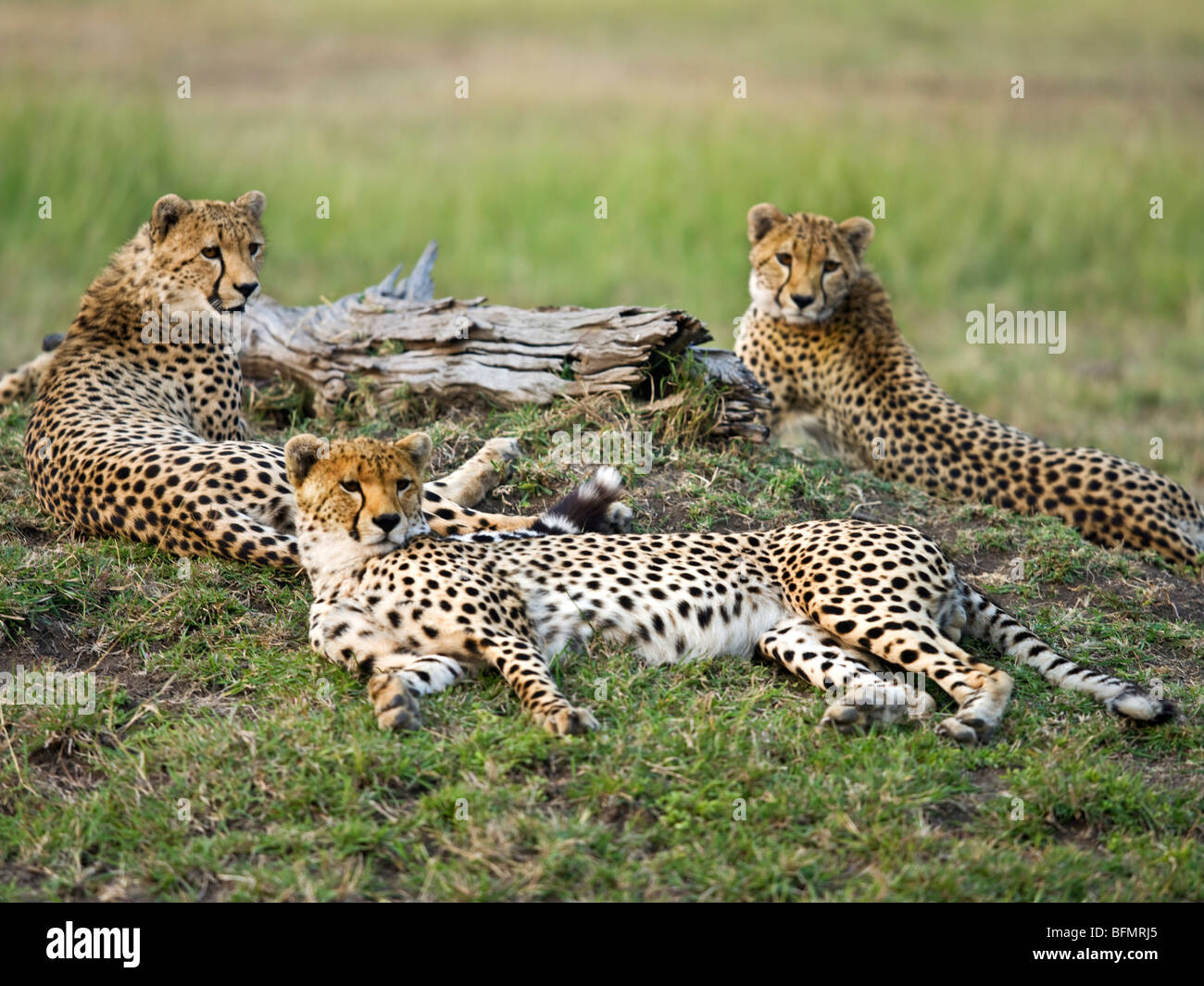 Kenya, Narok District. A family of cheetahs in the Maasai Mara Game Reserve. Stock Photo