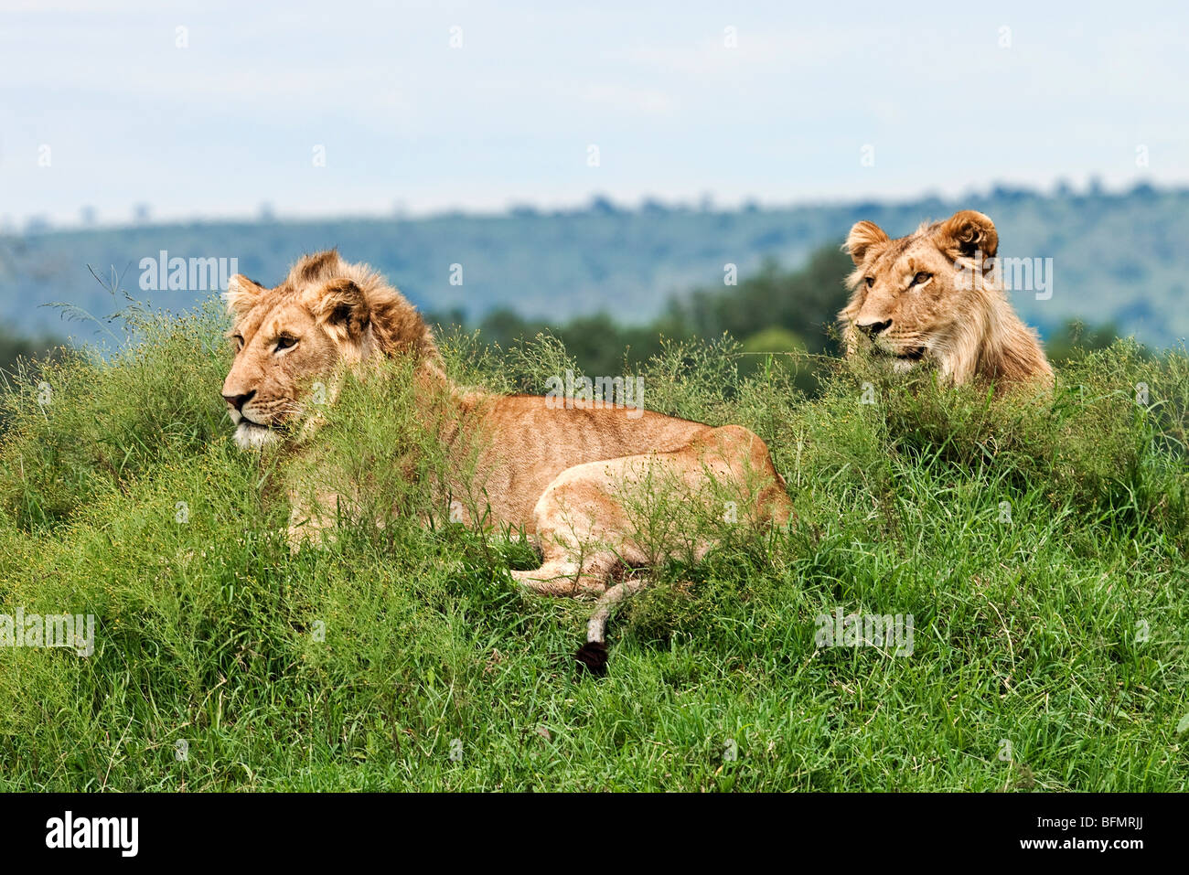 Kenya, Narok District. Two young lions keep watch on a mound in the Maasai Mara Game Reserve. Stock Photo