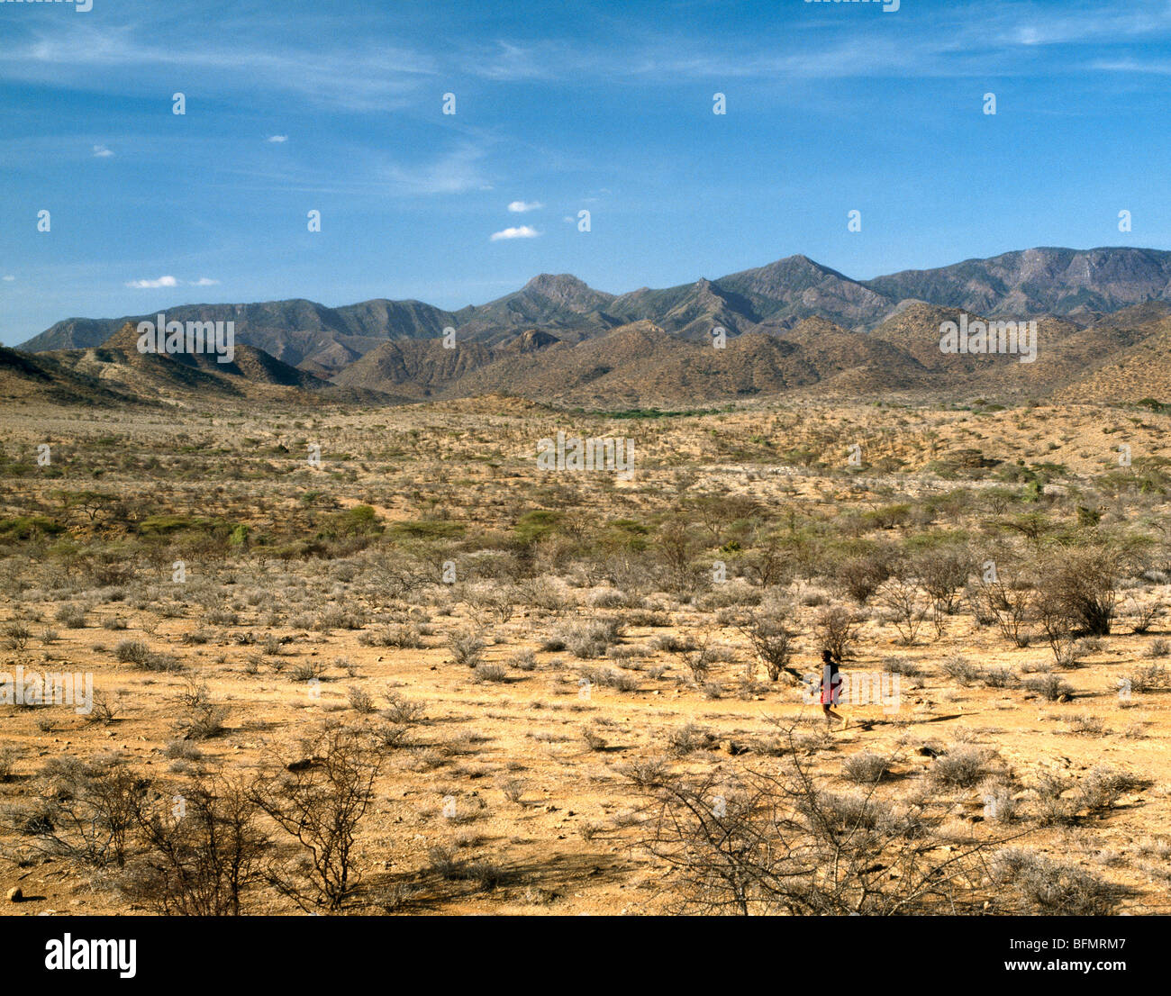 A man walks purposefully through semiarid thorn scrub country with the