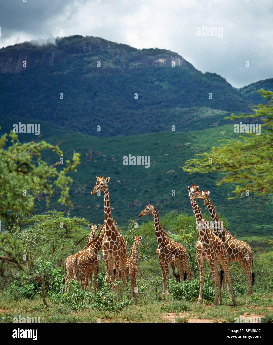 A herd of reticulated giraffes under Warges Mountain near Maralal. Stock Photo