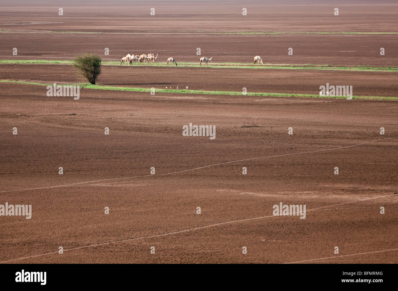 At the end of the rainy season, livestock graze the small strips of vegetation along seasonal water courses in the Chalbi Desert Stock Photo