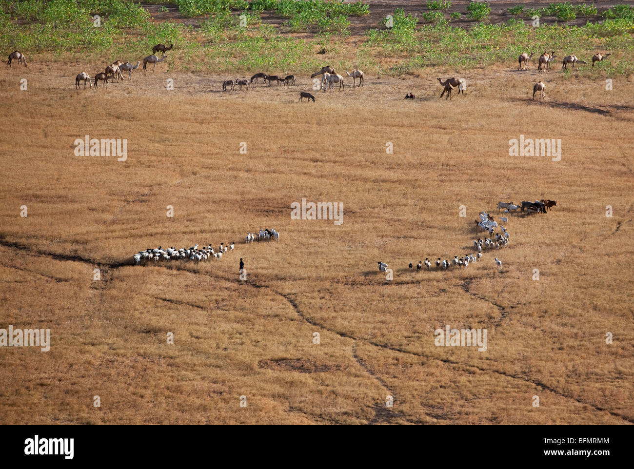 Gabbra livestock grazes dry grass on the edge of the waterless Chalbi Desert of Northern Kenya. Stock Photo
