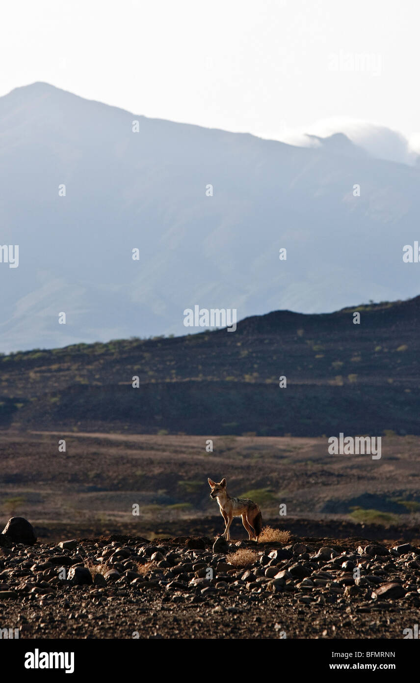 A black-backed jackal in lava rock-strewn country with Mount Kulal dominating the skyline. Stock Photo