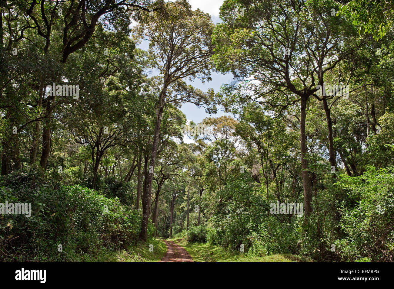 A forest track on the slopes of Mount Elgon, Kenya  s second highest mountain of volcanic origin. Stock Photo
