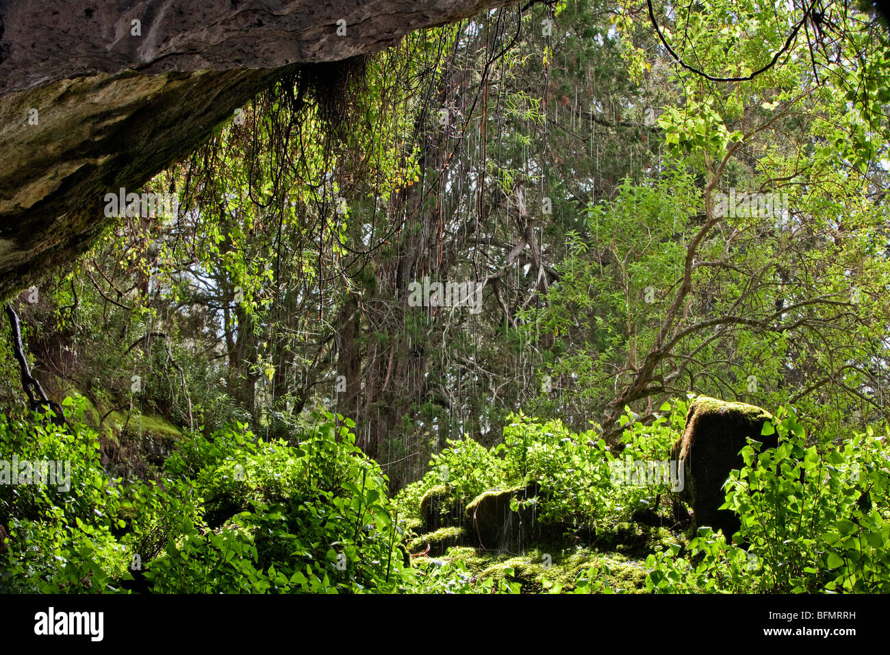 Kenya. Rainwater falling over the entrance to Kitum Cave on the slopes of Mount Elgon. Stock Photo