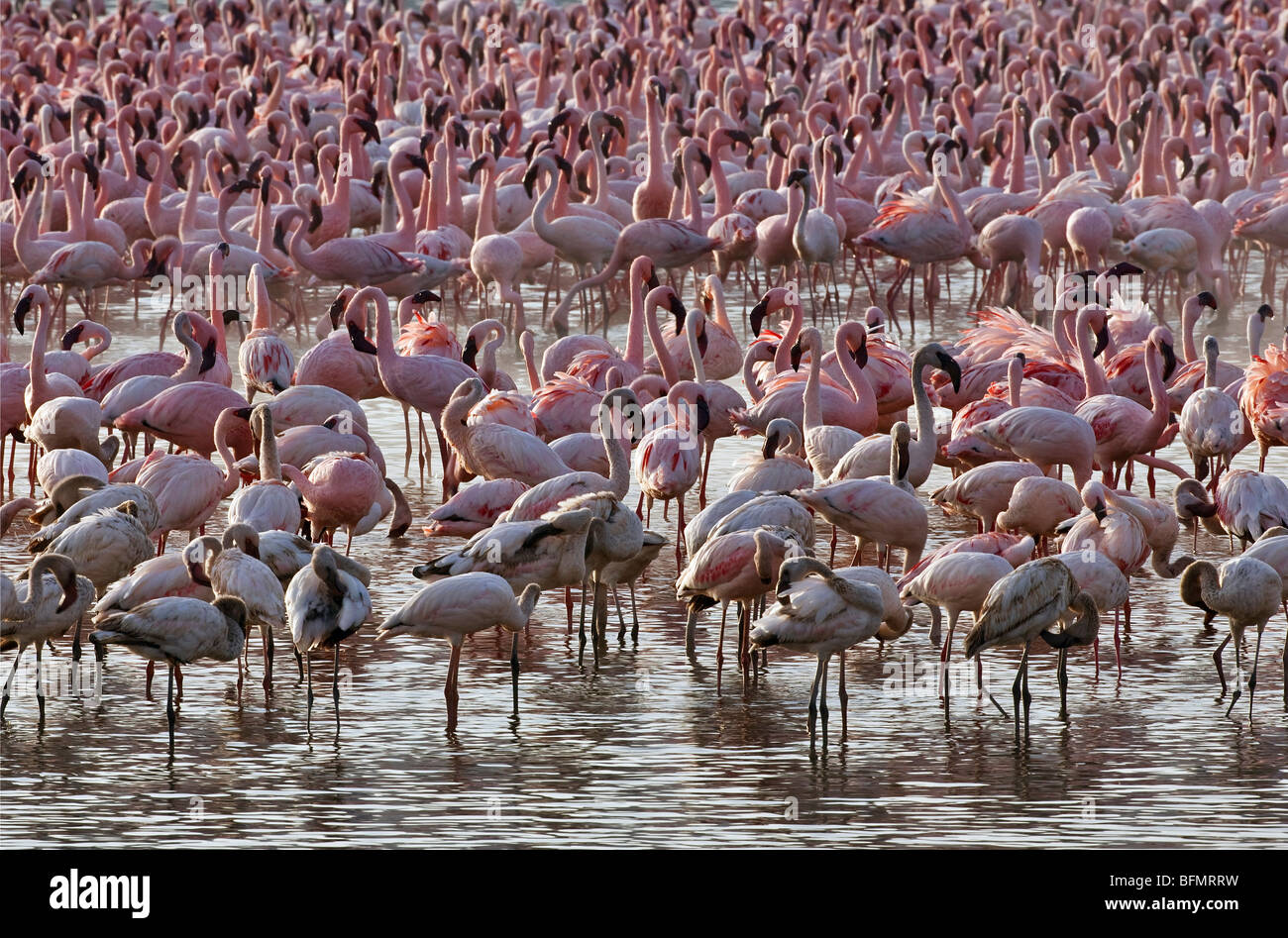Kenya. Lesser flamingos feeding on algae among the hot springs of Lake
