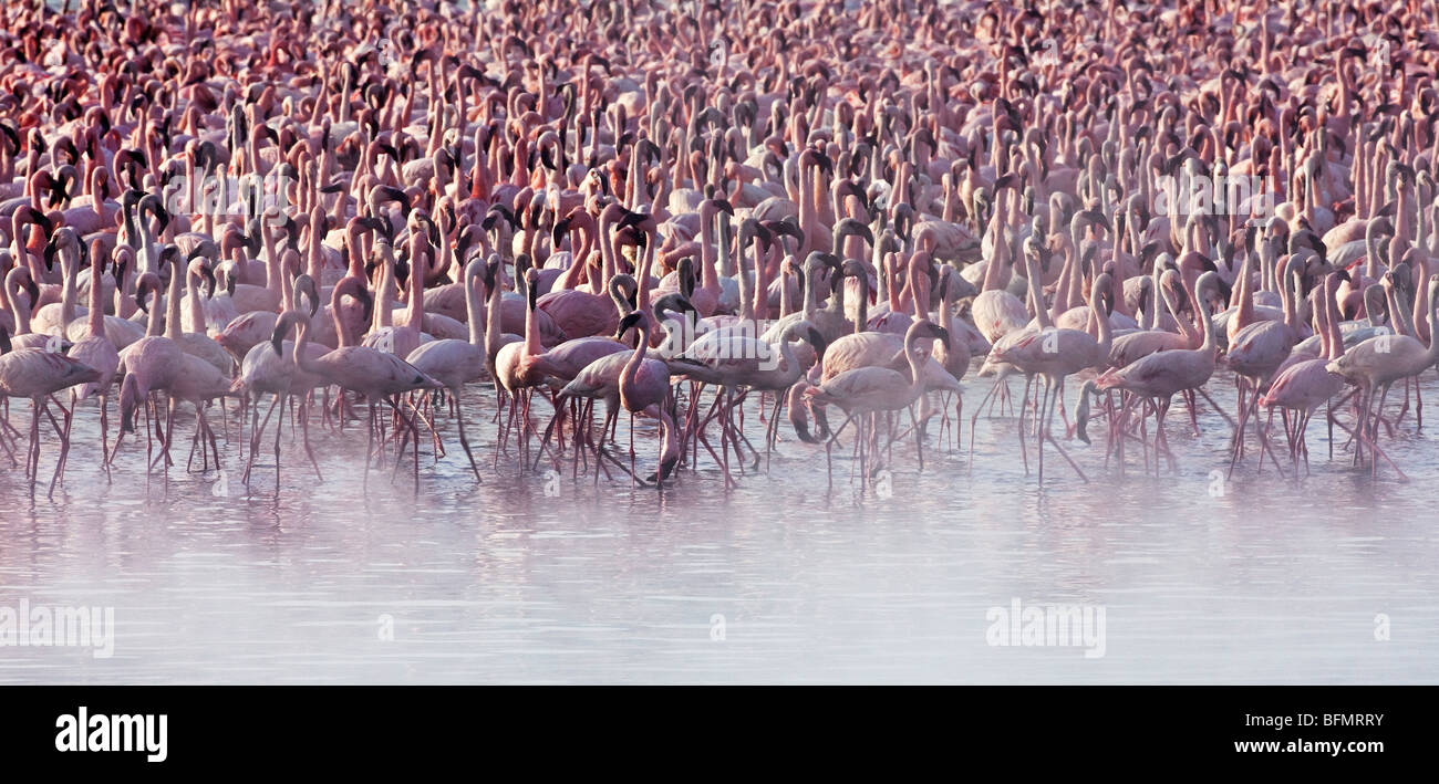 Kenya. Lesser flamingos feeding on algae among the hot springs of Lake