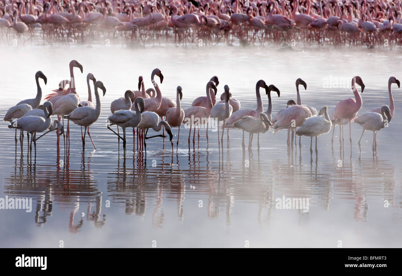 Kenya. Lesser flamingos feeding on algae among the hot springs of Lake