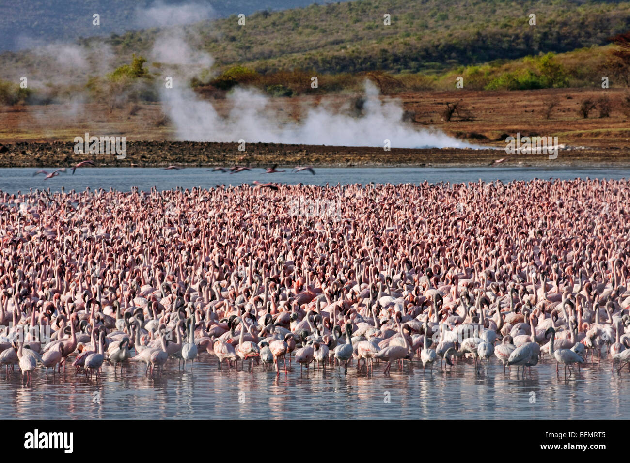 Kenya. Lesser flamingos feeding on algae among the hot springs of Lake Bogoria, an alkaline lake in the Great Rift Valley Stock Photo