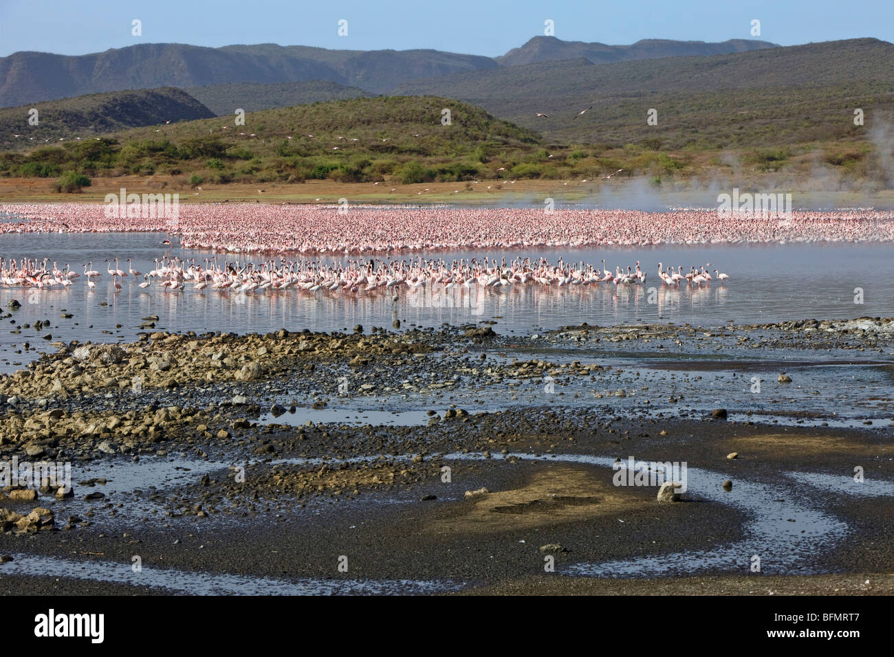 Kenyan flamingo hires stock photography and images Alamy