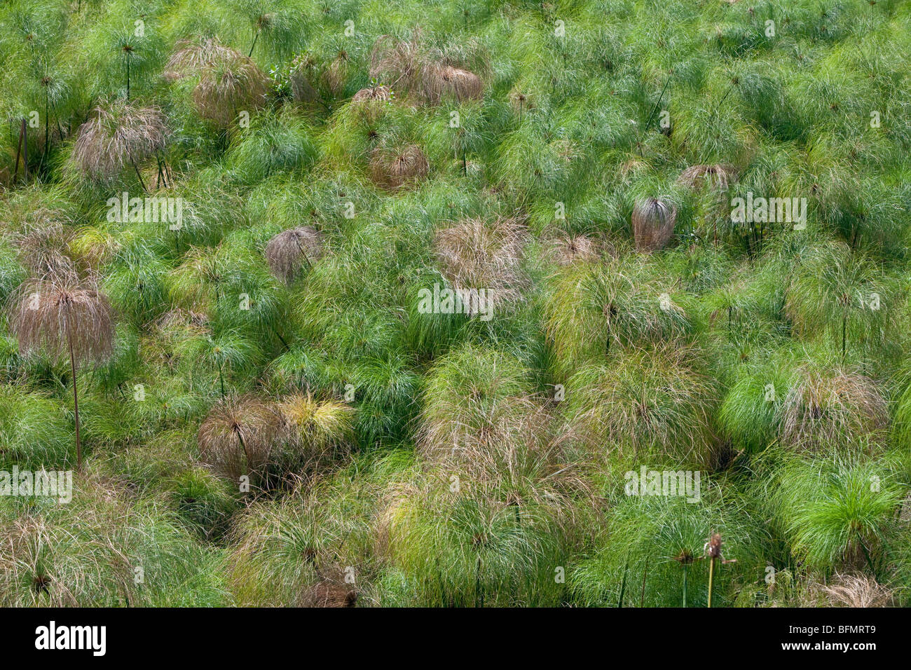Kenya. Papyrus growing in a swamp fed by a freshwater spring near Lake Bogoria. Stock Photo