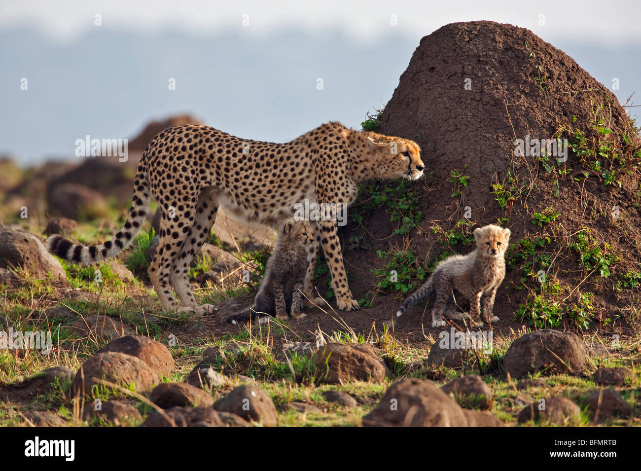 Kenya. A cheetah and her one-month-old cubs beside a termite mound in Masai Mara National Reserve. Stock Photo