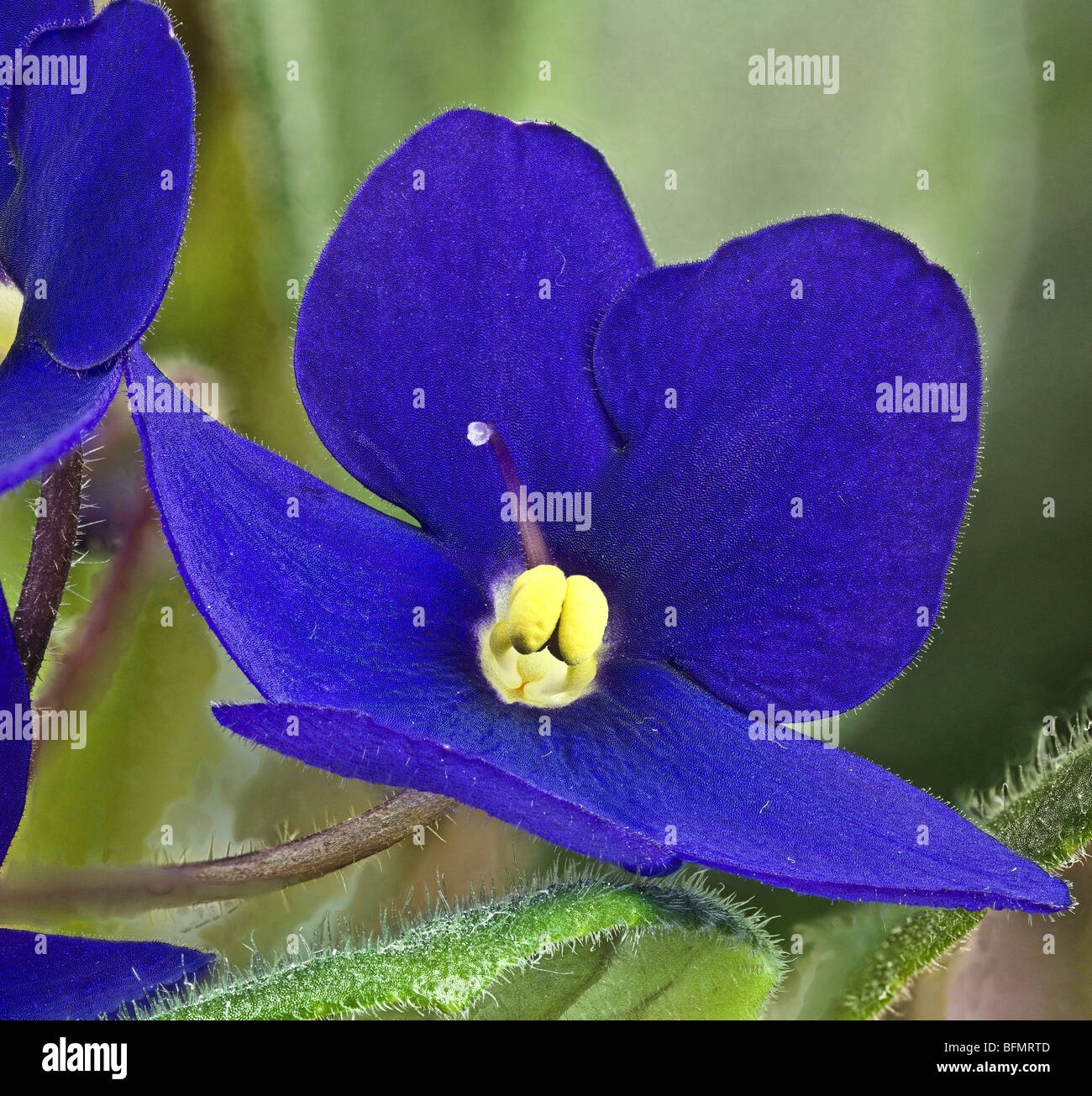 nature, violet Stock Photo