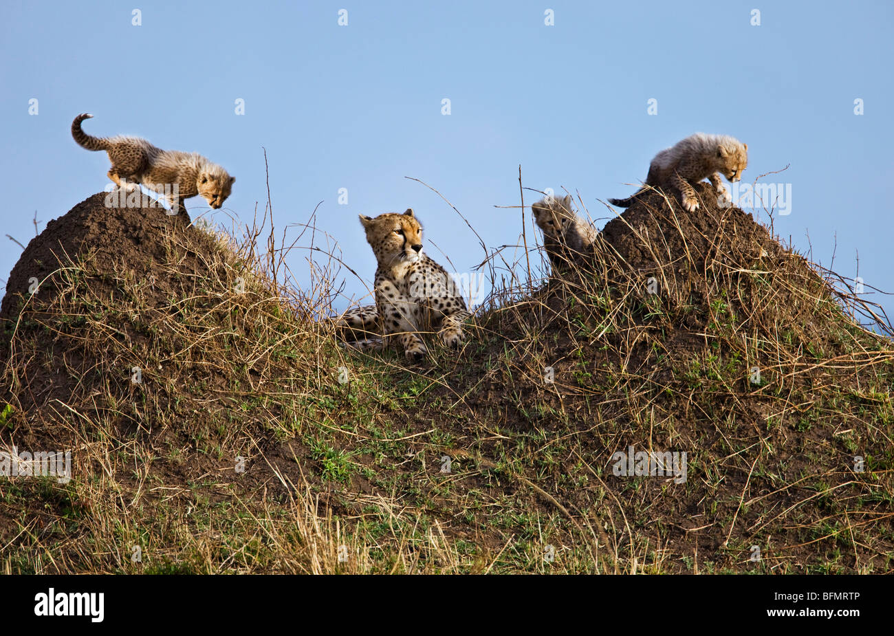 Kenya. A cheetah and her three one-month-old cubs rest and play on termite mounds in Masai Mara National Reserve. Stock Photo