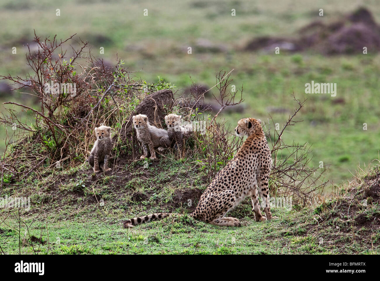 Kenya. A cheetah and her three one-month-old cubs keep watch from termite mounds in Masai Mara National Reserve. Stock Photo