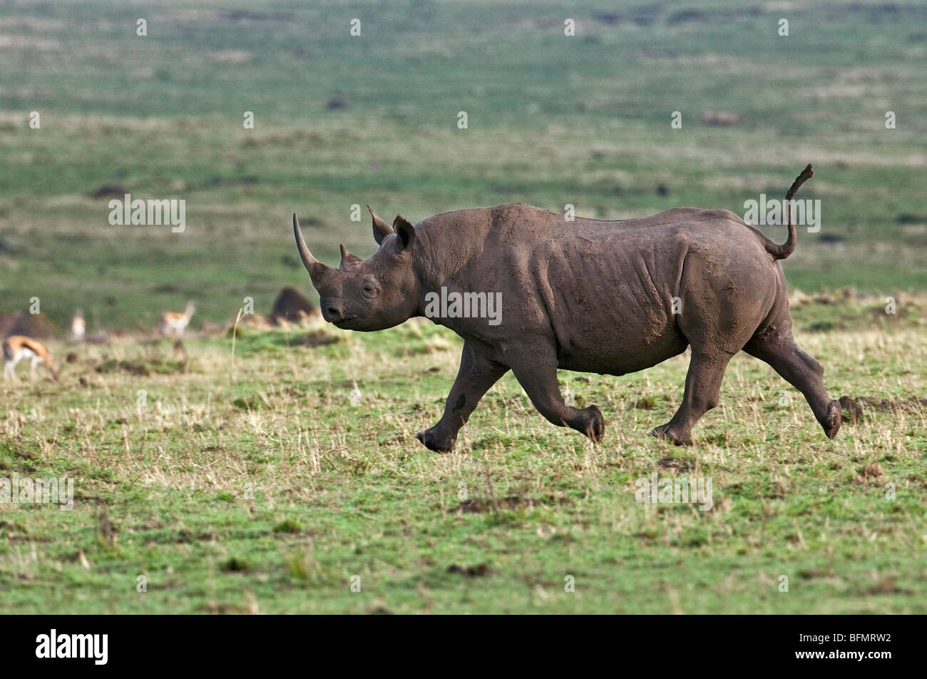 Kenya. A black rhino runs across the Masai Mara National Reserve. Contrary to popular belief, rhinos can run very quickly. Stock Photo