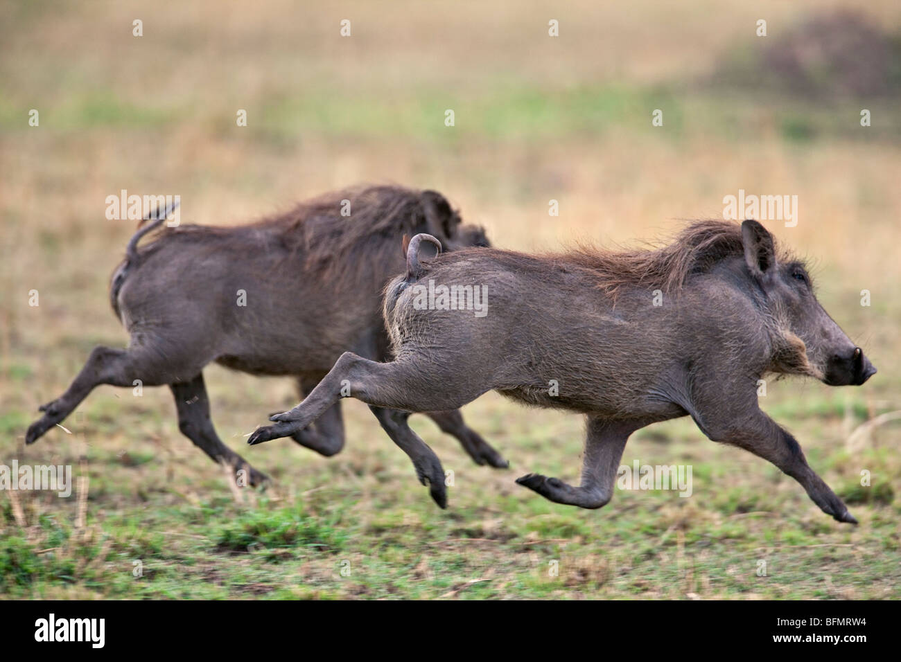 Kenya. Warthogs running across the grass plains of Masai Mara National Reserve. Stock Photo