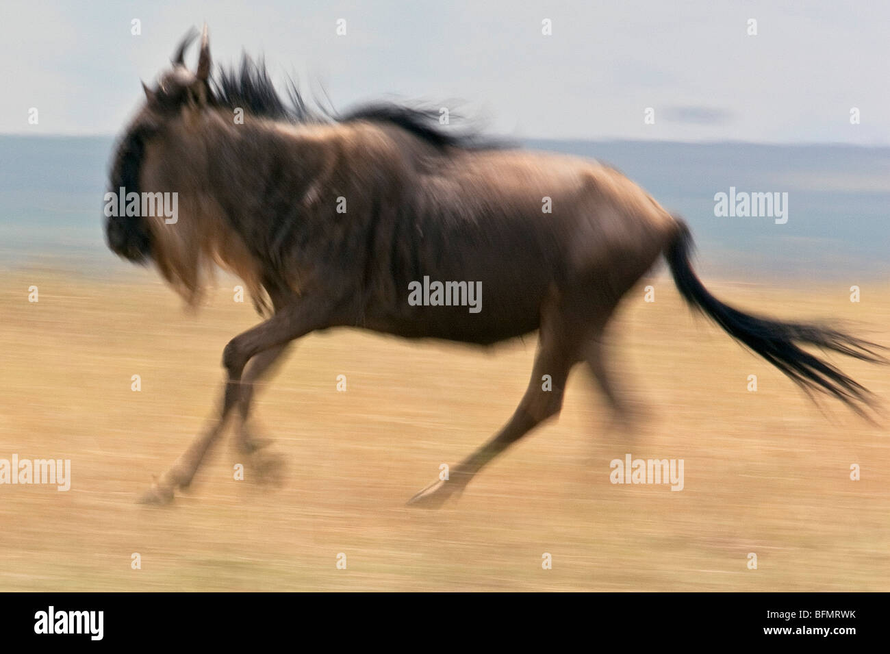 Kenya. A white-bearded gnu running in Masai Mara National Reserve during the annual wildebeest migration. Stock Photo