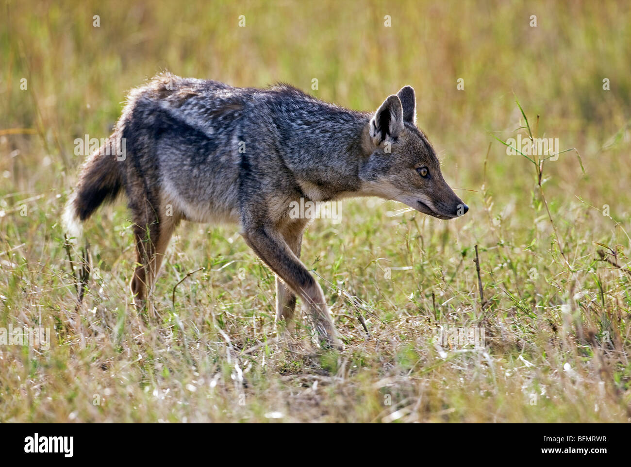 Kenya. A side-striped jackal in Masai Mara National Reserve. Stock Photo