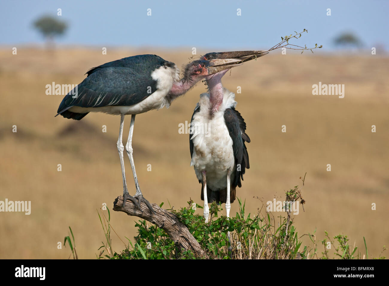 Kenya. A pair of marabou storks squabble over a twig to build a nest in Masai Mara National Reserve. Stock Photo