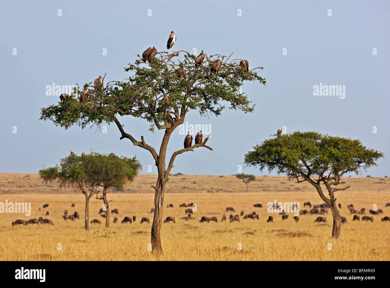 Kenya. Vultures and a  marabou stork roost in trees near a herd of wildebeest in Masai Mara National Reserve. Stock Photo