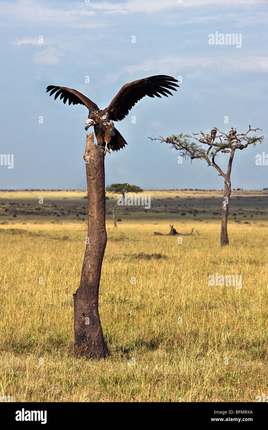 Kenya. A lappet-faced vulture alights onto a tree trunk in Masai Mara National Reserve. Stock Photo