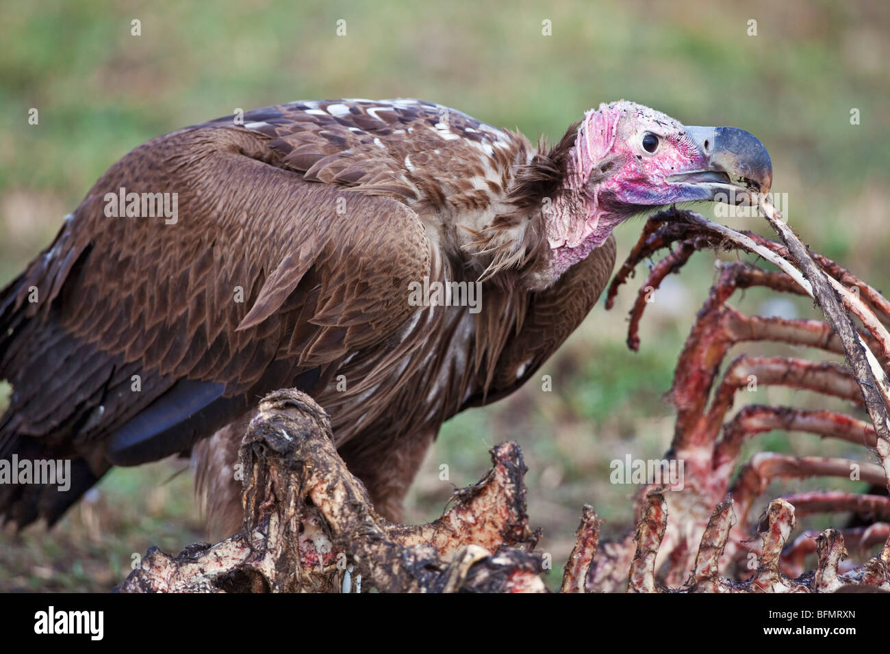 Kenya. A lappet-faced vulture feeds on a wildebeest carcass in Masai Mara National Reserve. Stock Photo