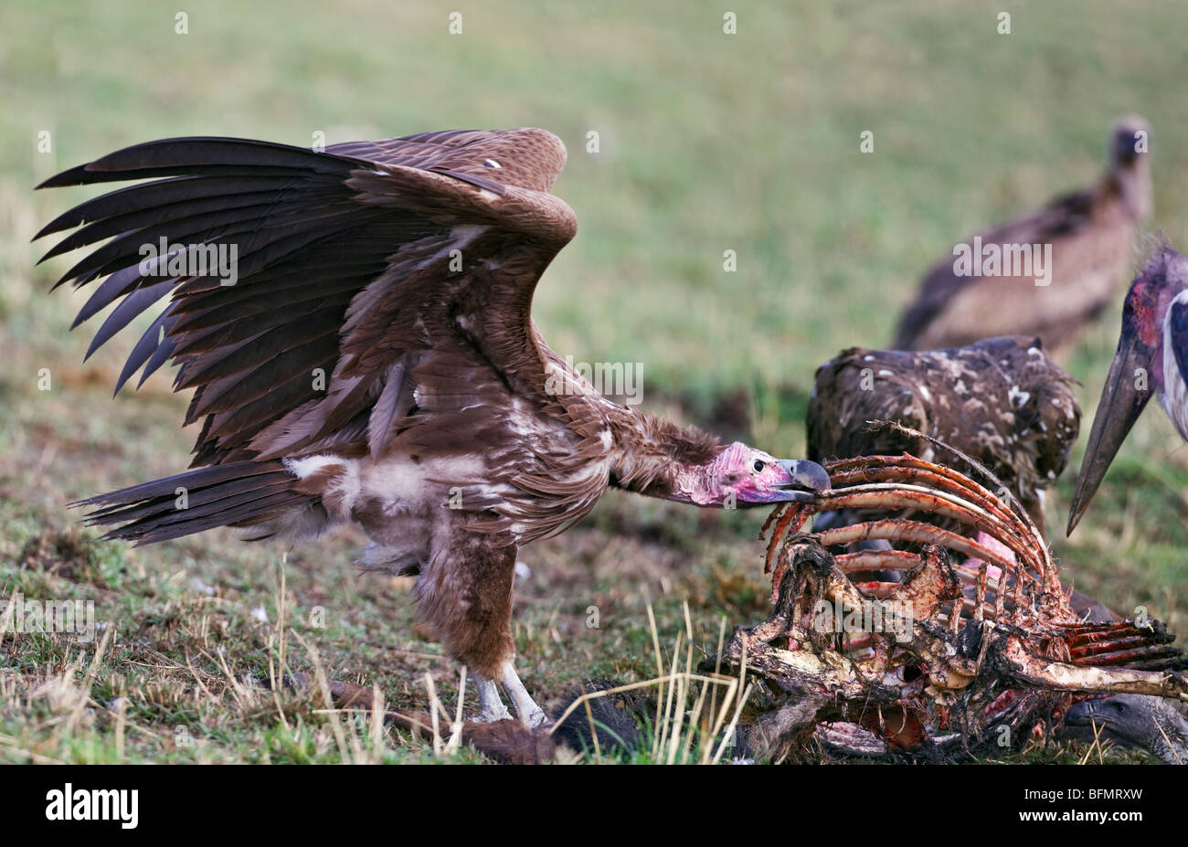 Kenya. A lappet-faced vulture feeds on a wildebeest carcass in Masai Mara National Reserve. Stock Photo