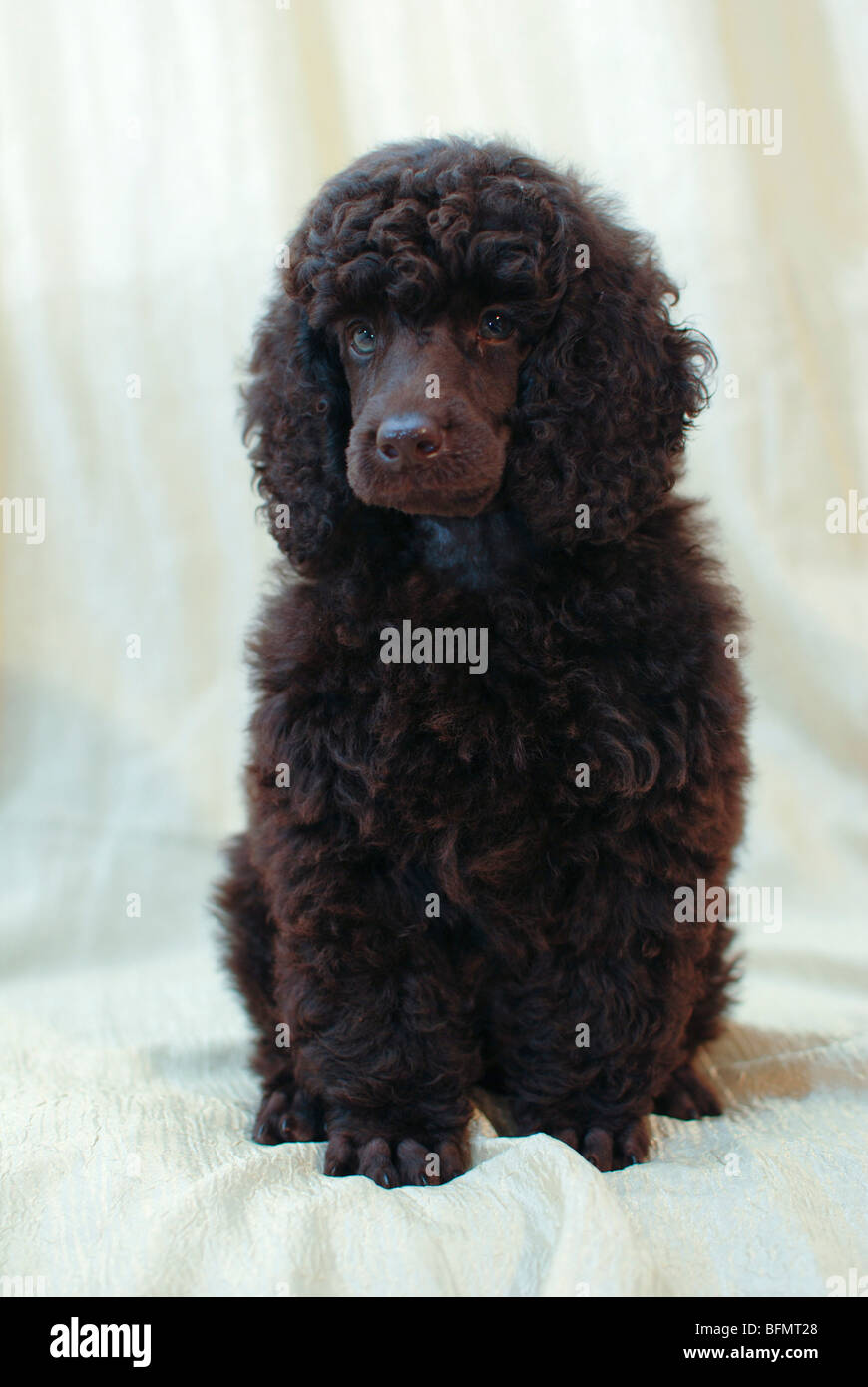 Brown french poodle mini toy on Craiyon