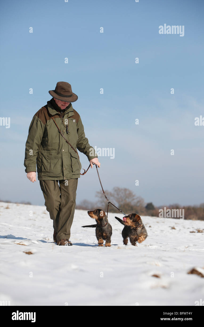 Wire-haired Dachshund, Wire-haired sausage dog, domestic dog (Canis lupus f. familiaris), man in outddor clothings walking to d Stock Photo