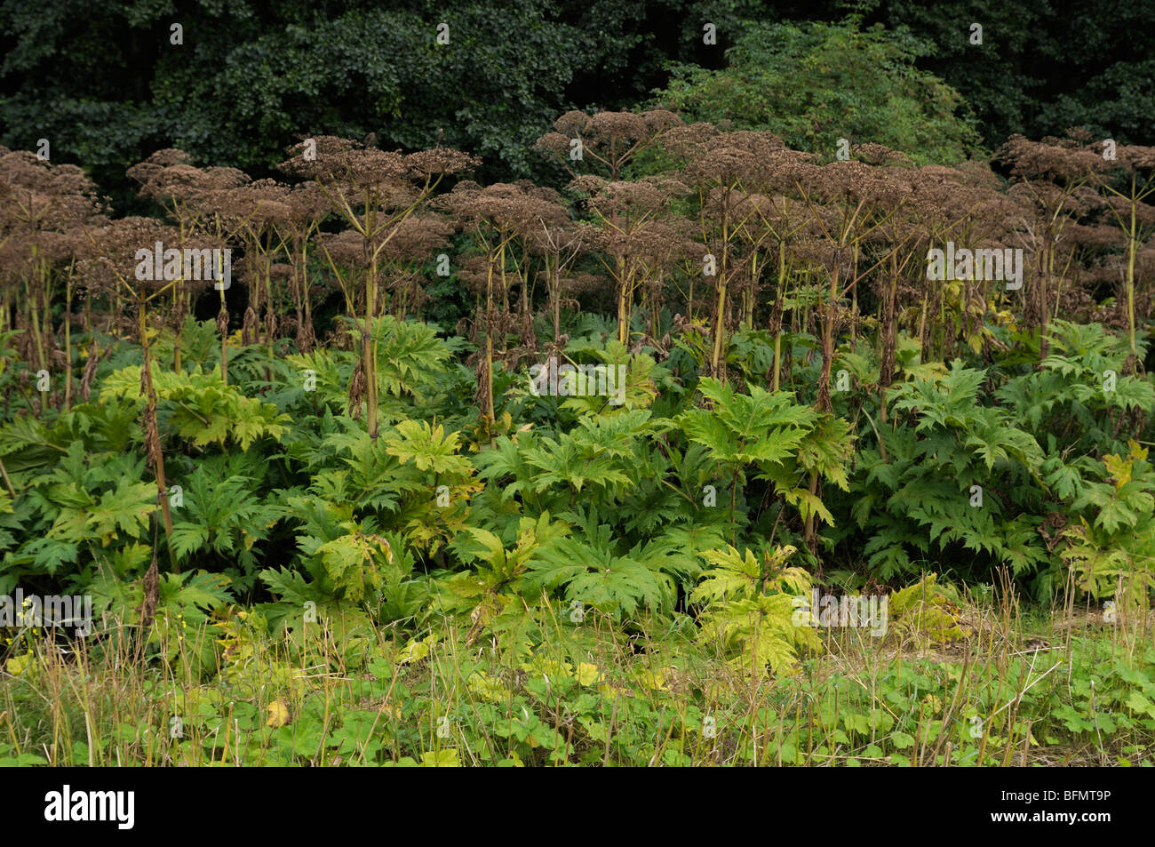 Giant Hogweed (Heracleum mantegazzianum). Plants with dry fruit stands. Stock Photo