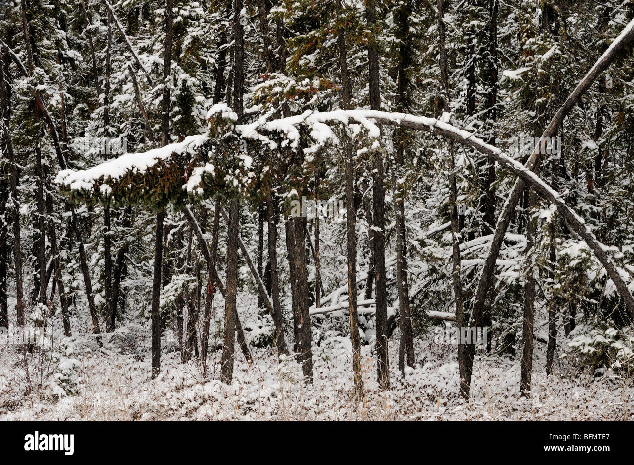 Fresh snow on conifer trees in early winter, Pisew Falls Provincial Park, Manitoba, Canada Stock Photo