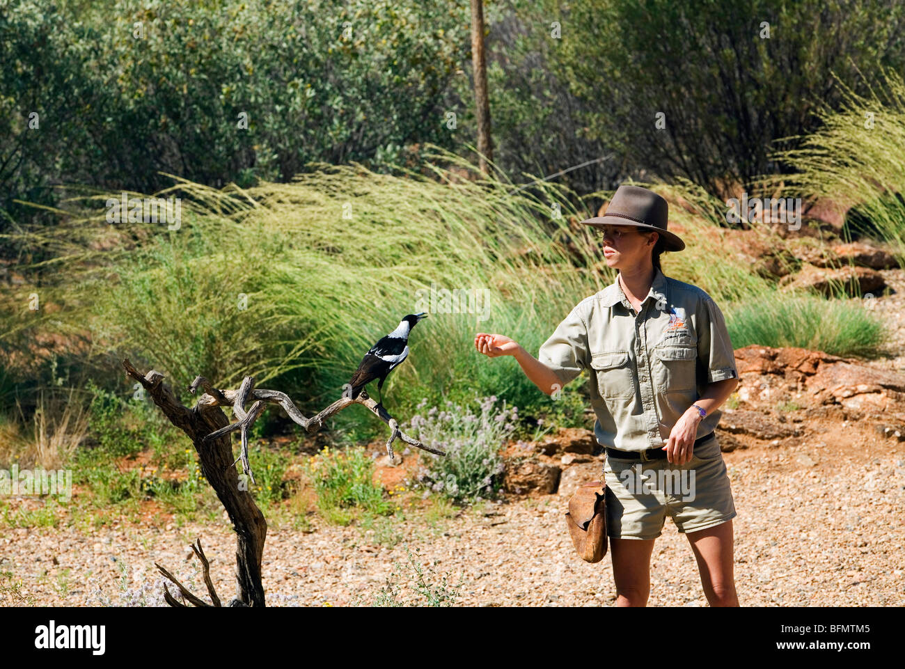 Australia, Northern Territory, Alice Springs.  Native birds show at the Alice Springs Desert Park. Stock Photo