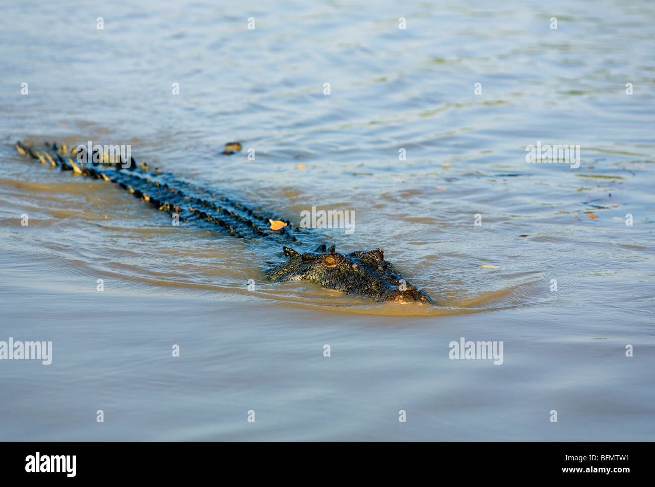 Australia, Northern Territory, Kakadu National Park.  Saltwater crocodile (Crocodylus porosus) in the Adelaide River. Stock Photo