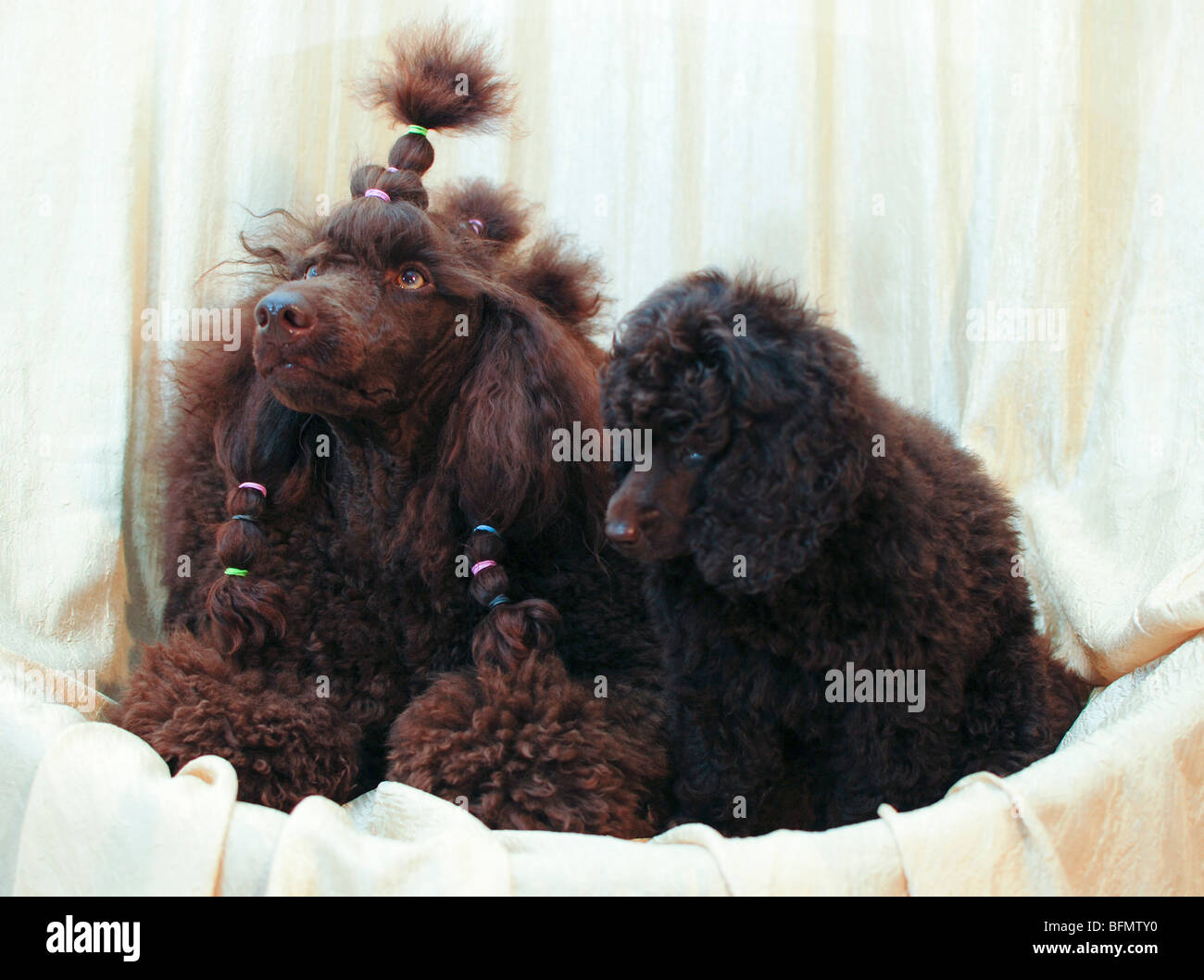 Pedigree Female Brown miniature poodle with her puppy Stock Photo