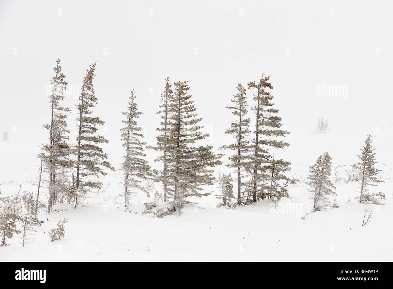 Stunted spruce trees along coast of Hudson Bay in early winter snowstorm, Churchill, Manitoba, Canada Stock Photo