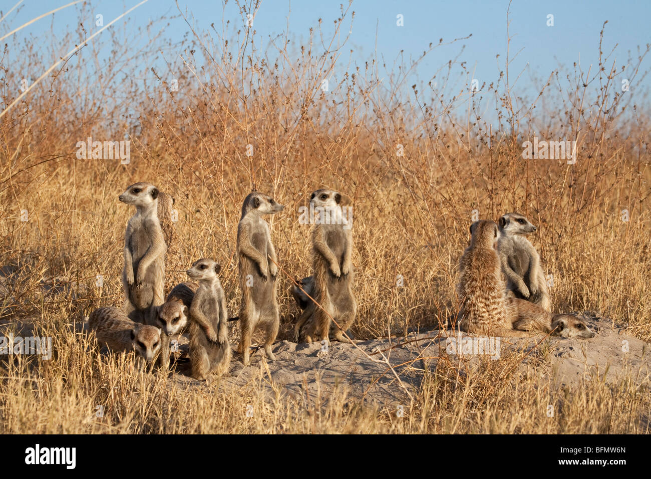 Botswana, Makgadikgadi, a family of meerkats by the entrance to their burrow. Stock Photo