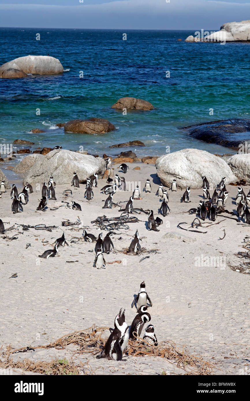 South Africa, Western Cape, Cape Town. Boulders Beach is home to a small colony of African / Jackass Penguins. Stock Photo