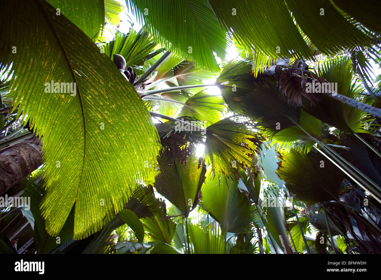Coco De Mer High Resolution Stock Photography and Images - Alamy
