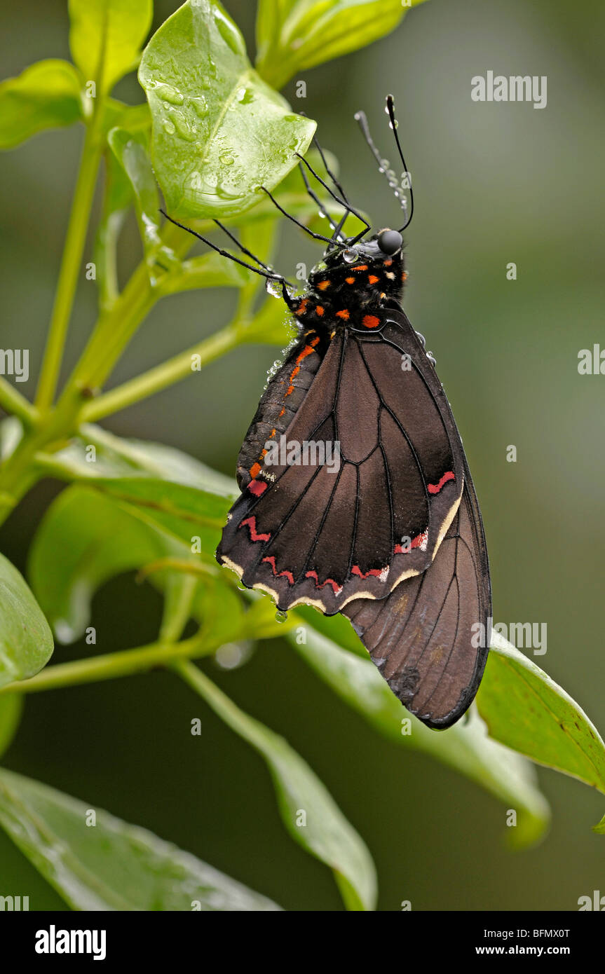 Spangle (Papilio protenor) hanging from a leaf. Stock Photo