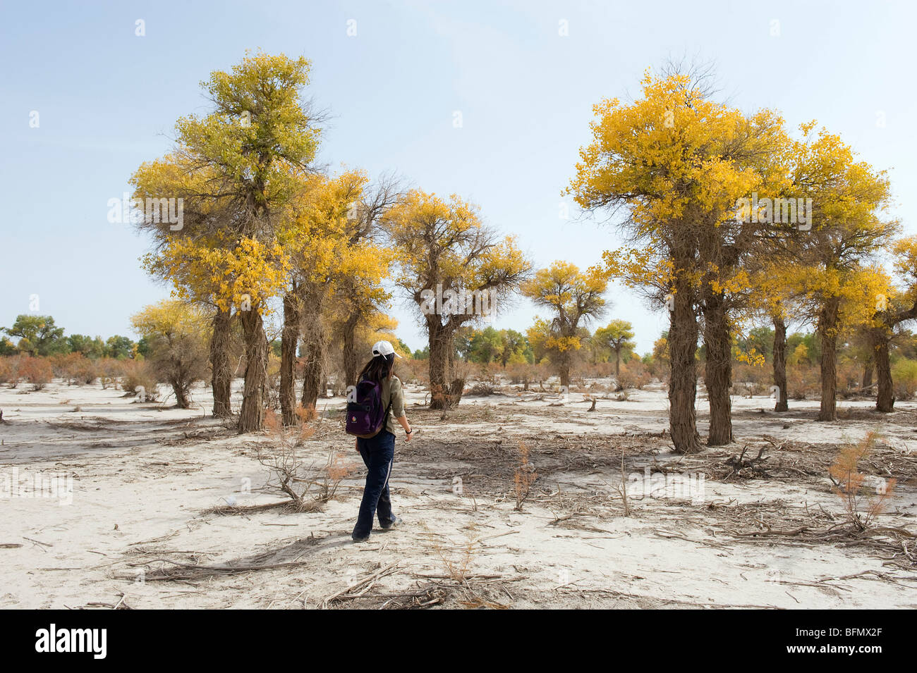 China, Xinjiang Province, Taklamakan Desert trees Stock Photo Alamy