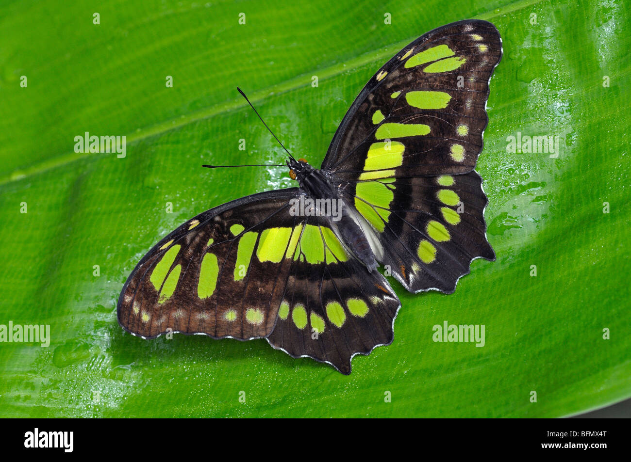 Common Malachite, Pearly Malachite (Siproeta stelens) on a leaf. Stock Photo