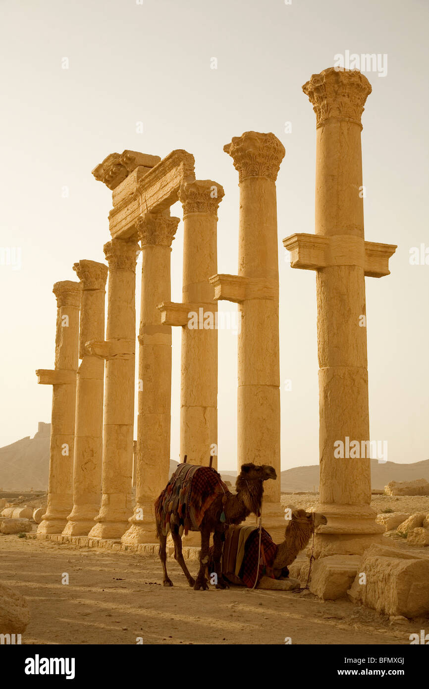 Syria, Palmyra. Two camels wait amongst the columns of Queen Zenobia's ancient Roman city at Palmyra.(MR) Stock Photo