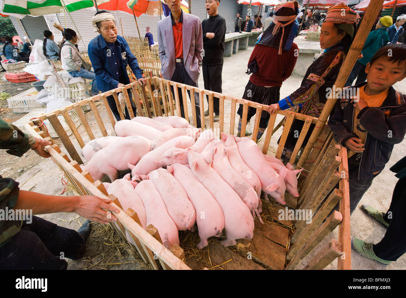 China, Guizhou Province, Xinhua, piglets being sold at weekly market Stock Photo