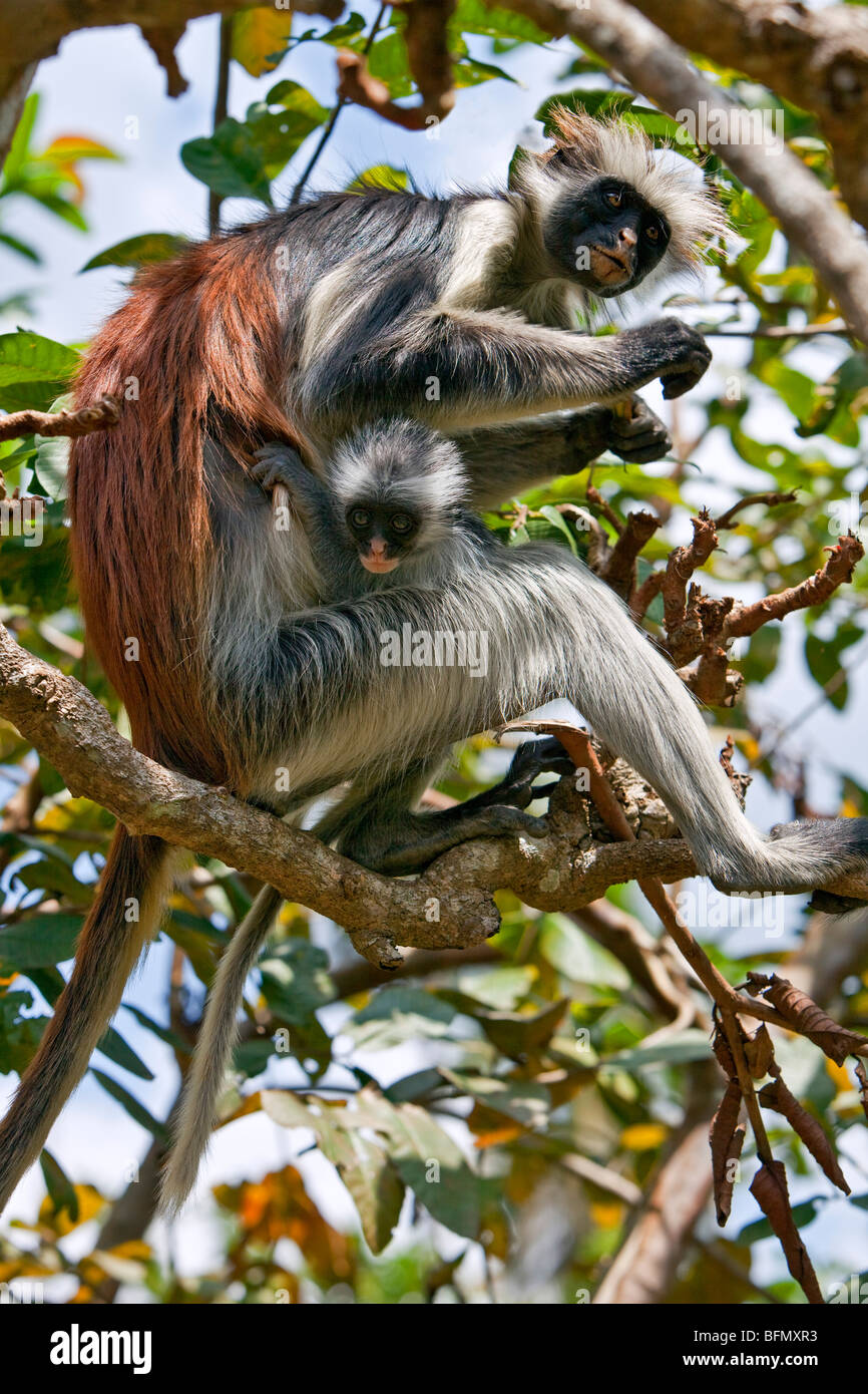 Tanzania, Zanzibar. A Zanzibar red colobus monkey and baby in the Jozani Forest southeast of Stone Town. Stock Photo