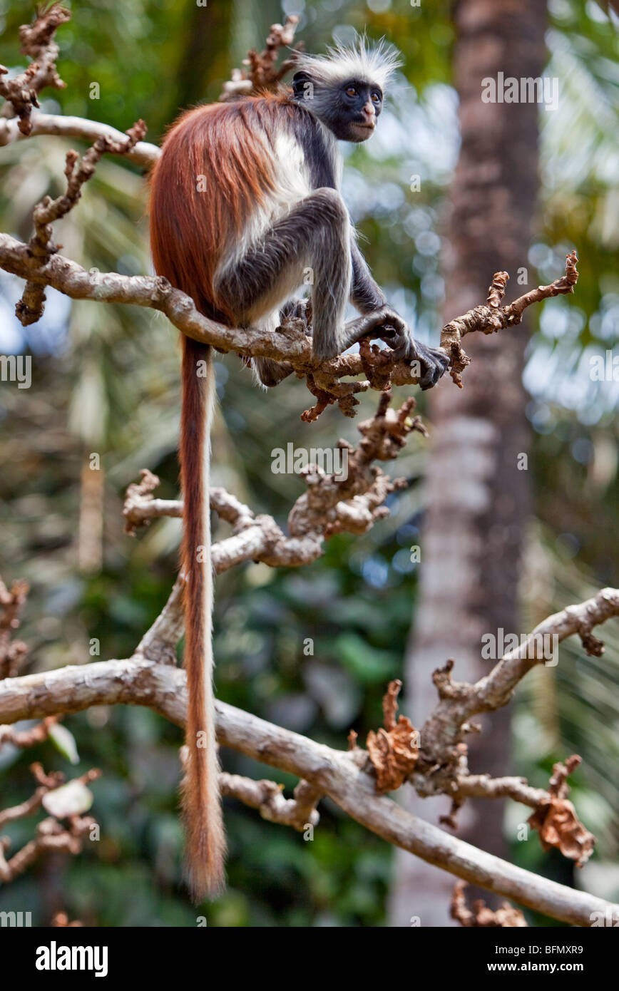 Tanzania, Zanzibar. A Zanzibar red colobus monkey in the Jozani Forest southeast of Stone Town. Stock Photo