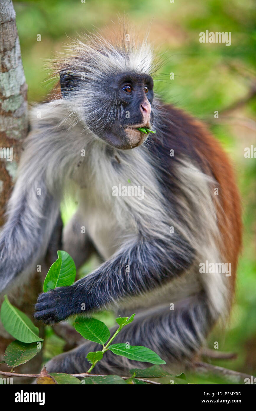 Tanzania, Zanzibar. A Zanzibar red colobus monkey eating leaves in the Jozani Forest southeast of Stone Town. Stock Photo
