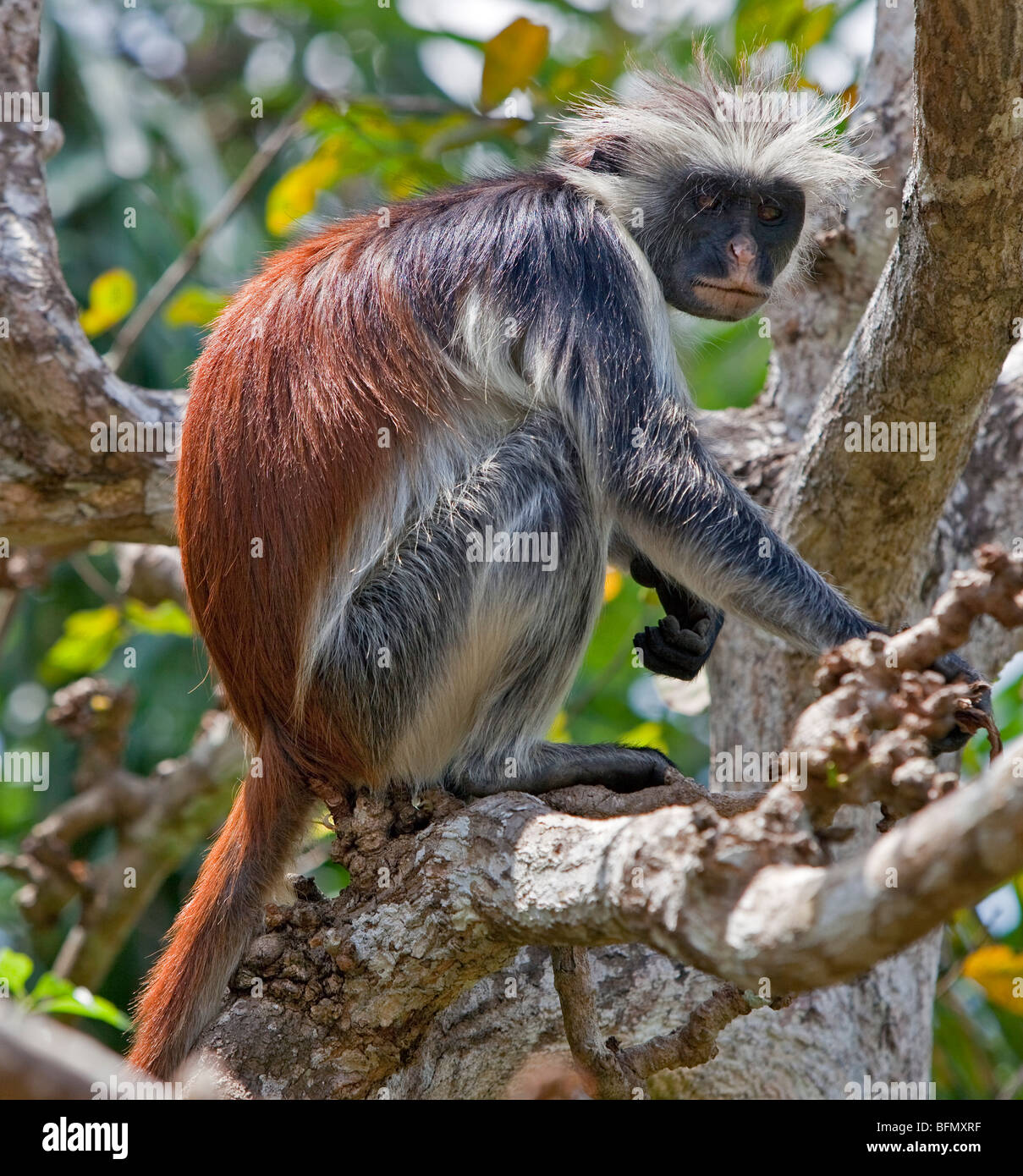 Tanzania, Zanzibar. A Zanzibar red colobus monkey in the Jozani Forest southeast of Stone Town. Stock Photo